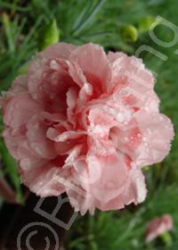 Dianthus plumarius 'Doris'